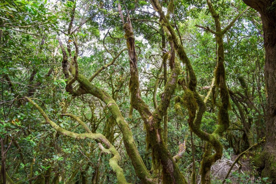 Escapada a La Gomera